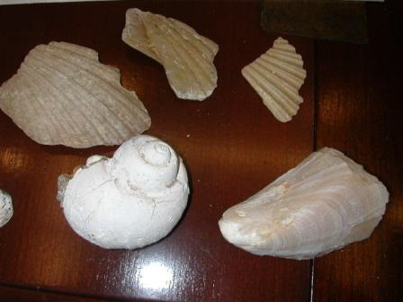 Niguel Formation Fossils 2